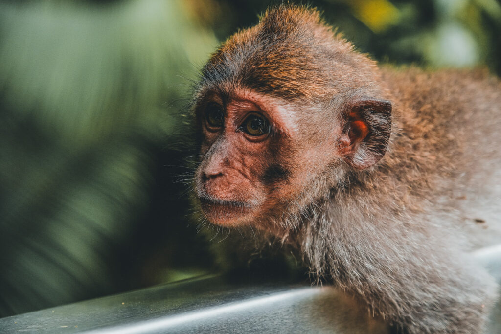 Best half day tour in Bali including Monkey Forest