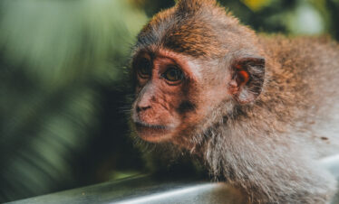 Best half day tour in Bali including Monkey Forest
