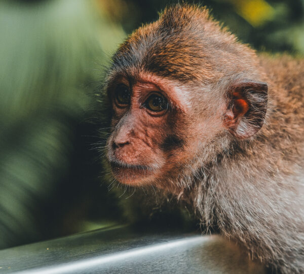 Best half day tour in Bali including Monkey Forest