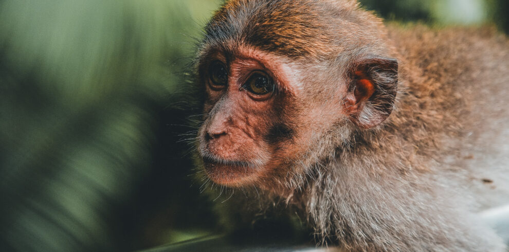 Best half day tour in Bali including Monkey Forest