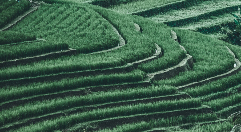 Bali one day tour to UNESCO rice terraces Jatiluwih
