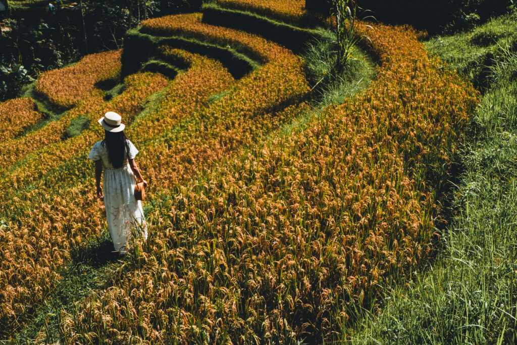 Tegallalang rice terrace tour Bali full day tour for families