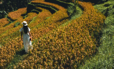 Tegallalang rice terrace tour Bali full day tour for families