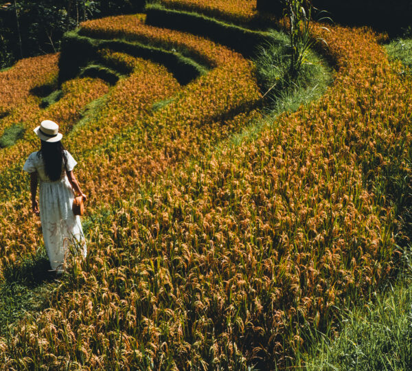 Tegallalang rice terrace tour Bali full day tour for families