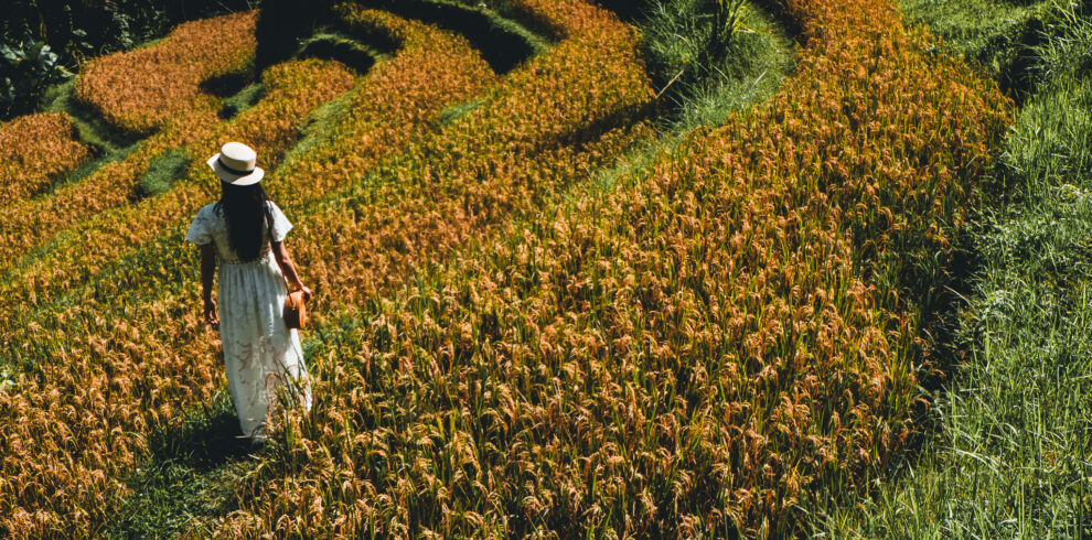 Tegallalang rice terrace tour Bali full day tour for families