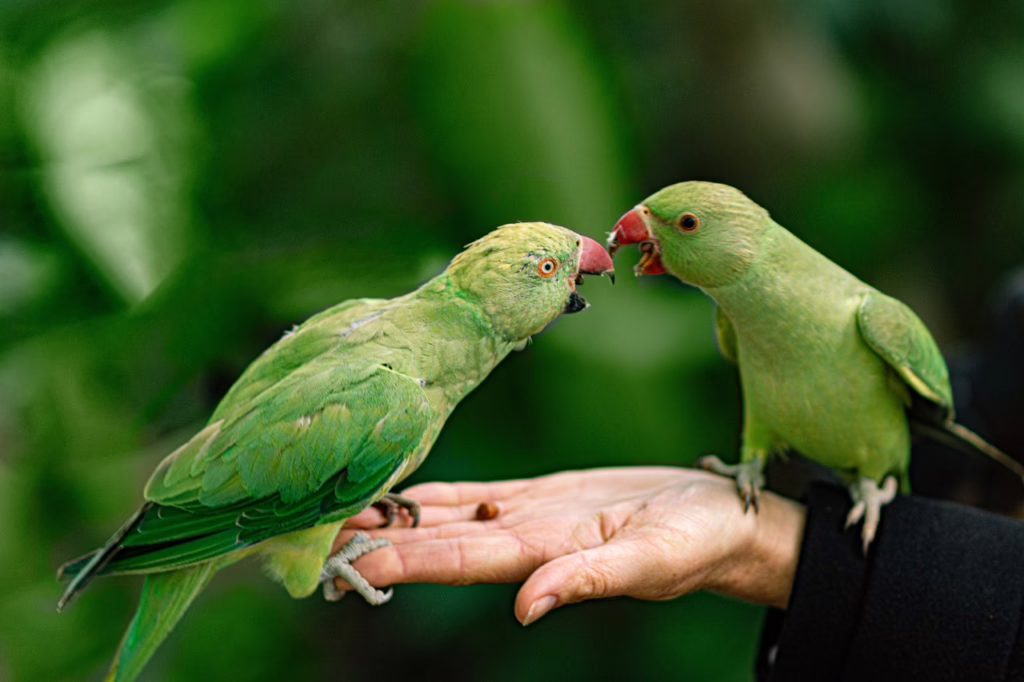 parrots, hand, park, feeding, bird, pet, wild, green, feed, nature, tropical