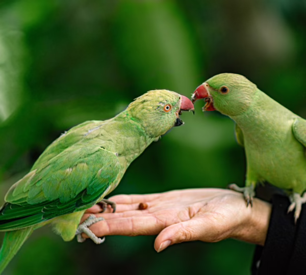 parrots, hand, park, feeding, bird, pet, wild, green, feed, nature, tropical
