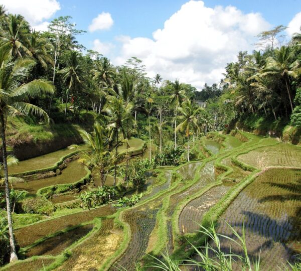 rice, paddy field, nature, ubud, bali, field, agriculture, plant, jungle, green, cultivate, biological, ubud, ubud, ubud, ubud, ubud, Day Trips from Ubud