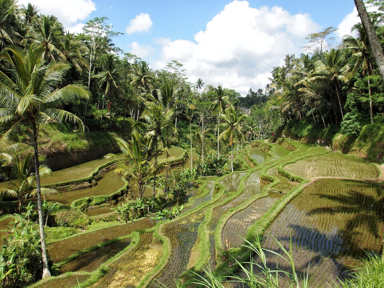 rice, paddy field, nature, ubud, bali, field, agriculture, plant, jungle, green, cultivate, biological, ubud, ubud, ubud, ubud, ubud, Day Trips from Ubud