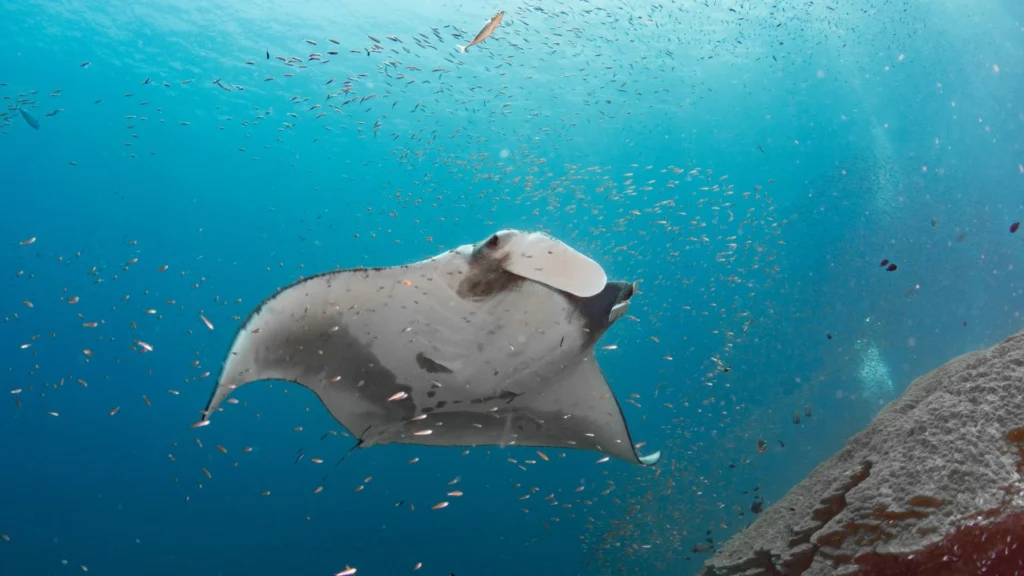 Snorkelers observing a majestic manta ray in Manta Bay, Nusa Penida.