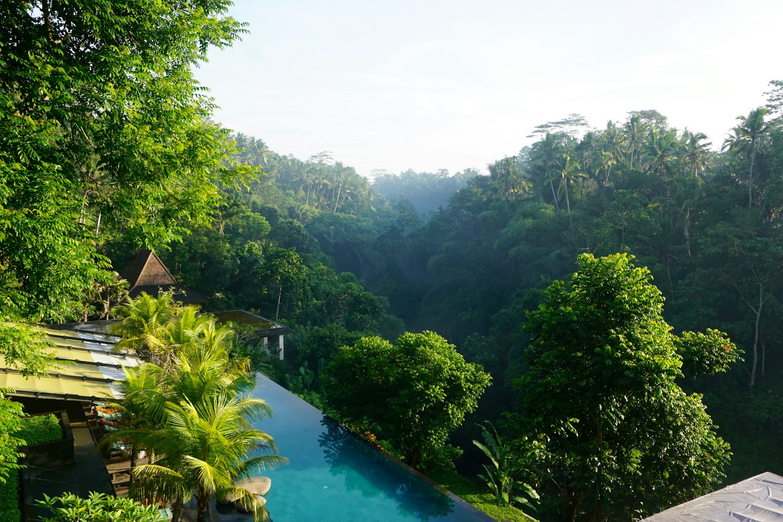 green trees beside clear body of water at daytime