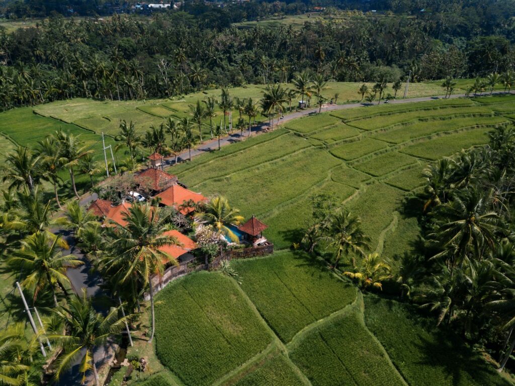 Bali villa surrounded with palm trees and rice fields views.