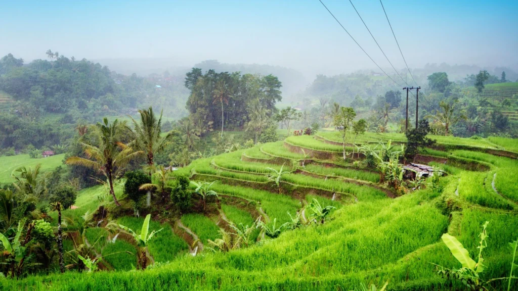 A picture of a Balinese rice paddy field after the rain has stopped. The sky is clearing up, with sunlight breaking through the clouds and reflecting on the water-filled paddies. The lush green rice plants look vibrant and refreshed.