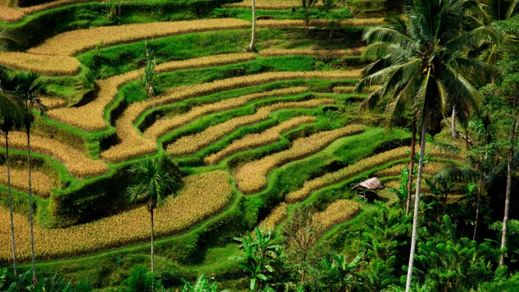 Bali villas & resort blending traditional Balinese design with rice field views.