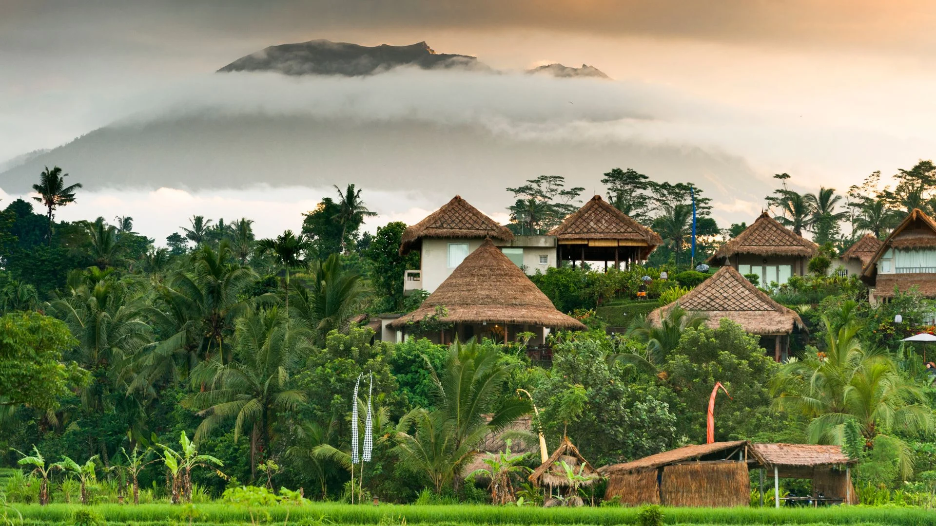 Bali villas surrounded with palm trees and rice fields views.