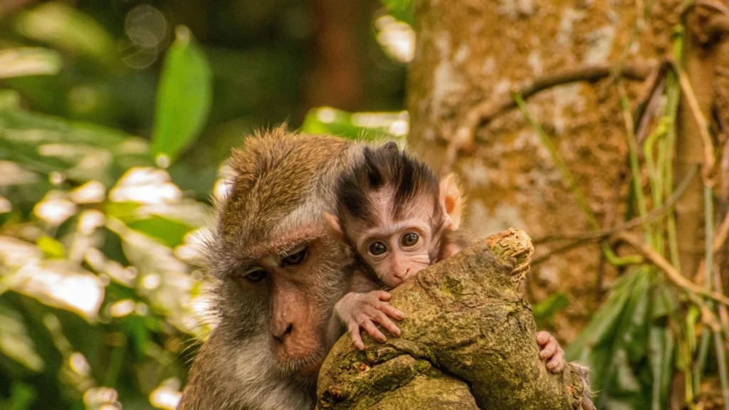 Playful monkeys interacting with visitors at the Sacred Monkey Forest Sanctuary in Ubud, Bali.