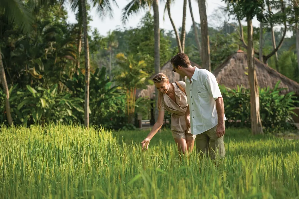 A couple holding rice stalks ready for harvest at the luxury grounds of Four Seasons Resort in Ubud. The scene shows cultural connection and nature.