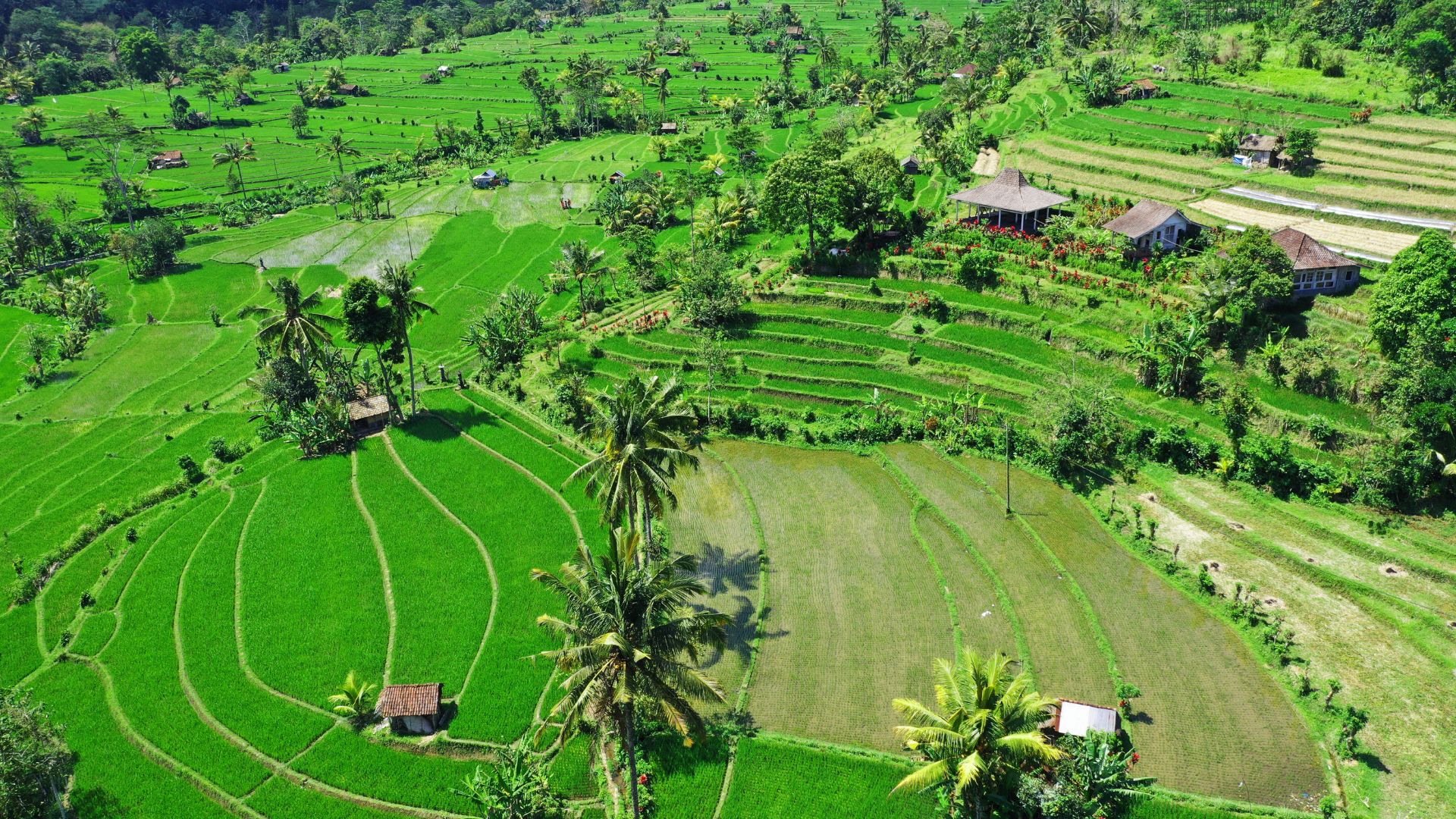 Sidemen Valley rice fields in Bali with green terraces stretching across the hills. A peaceful rural view perfect for relaxation.