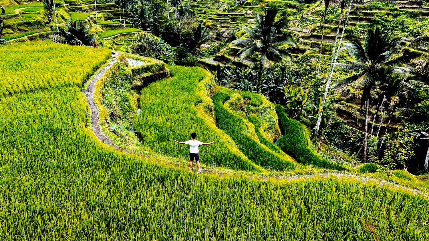 Best of Ubud Tour with Jungle Swing